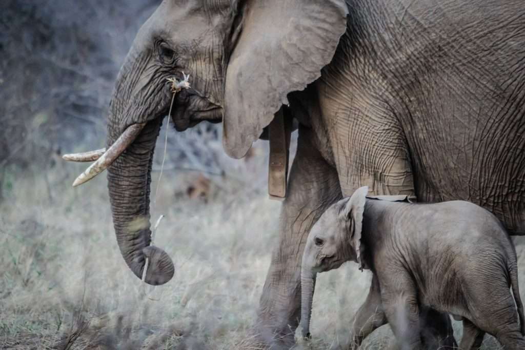 my pattoune éléphant et son bébé